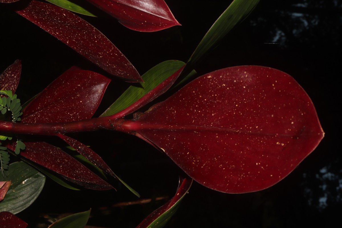 Costus erythrophyllus Loes.